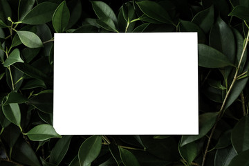 Blank white postcard placed on top of bush (with Clipping Path)