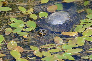 Blandings Turtle in swamp