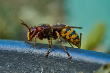 Hornisse auf grauem Untersetzer