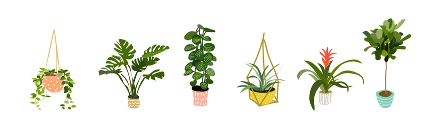 Tuinposter potted plants collection set. succulents and house plants. hand drawn vector art.  Set of house indoor plant vector cartoon doodle. © gigirosado