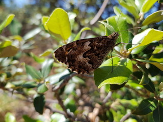 Fototapeta premium Farfalla