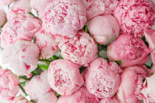 Fototapeta Wallpaper. Lovely flowers pink peonies . Floral compositions, daylight.