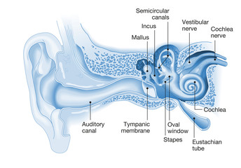 Ear anatomy, medical illustration with caption - obrazy, fototapety, plakaty