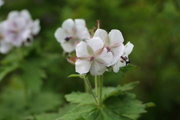 Obraz premium Geranium eriostemon var. reinii in Ibuki mountain, Japan 