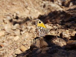 Farfalla