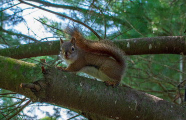 American Red Squirrel posing for the camera