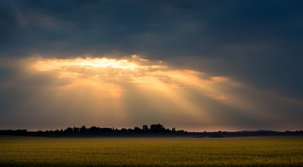 The rays of the sun above the wheat field in the morning during the sunrise. Dark clouds over the field at sunset_