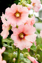 Pink mallow flowers close-up. Flowers that grow in Ukraine_