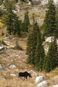 Moose Walking Through Forest