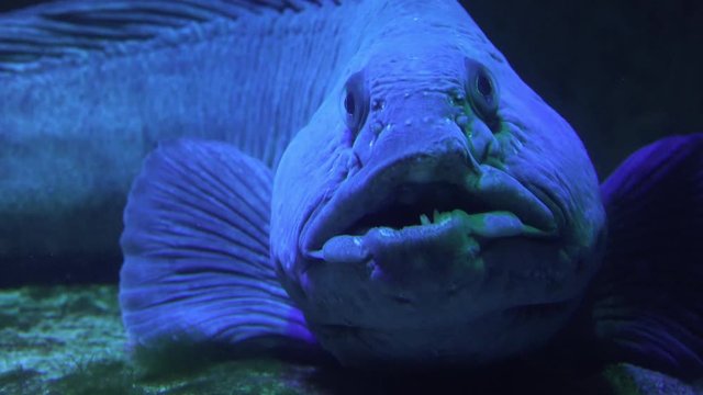 Cinemagraph of a Wolf Fish, Underwater, Diving