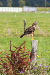 Falcon in New Zealand