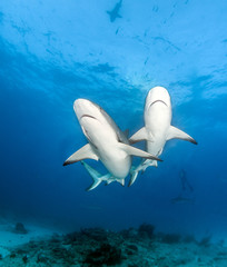 Caribbean reef shark