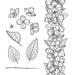 Vector set of outline jasmine elements. Decorative seamless border with jasmine flowers and leaves. Black and white.