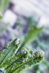 Landscape is summer. Green trees and grass in a countryside land