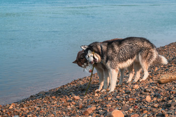 Wet husky dogs play on the shore of a summer river. Happy Siberian husky gnaw a stick and take away from each other