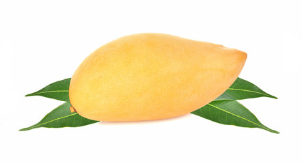 mangos on white background