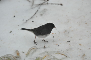 winter