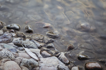 feather lying on stones near water background,stone,feather,nature,closeup,pattern,texture,white,outdoor,rock,material,road,street,down,pavement,isolated,dead,cobblestone,dove,abstract,black,old,water