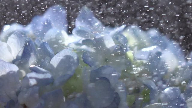 Beautiful blue hydrangea under the falling raindrops in slow motion. Elegant flower in the garden in sunny day. Closeup shot. Shooting with high-speed camera.
