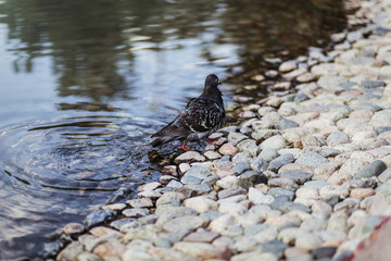 dove swimming in a pond