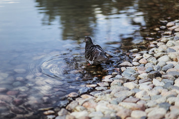 dove swimming in a pond