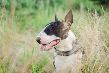 Portrait of a dog bull terrier in a summer field