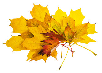 yellow and co-autumn leaves on a white background