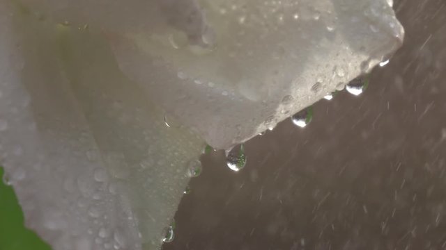 Water droplets drippling from rose petals under the heavy rain in slow motion. Closeup shot of romantic flower in the garden in sunny day. Shooting with high-speed camera.
