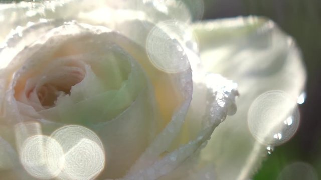 Panoramic view of beautiful champagne rose through flecks of sunlight in slow motion. Romantic flower in the garden in sunny day. Closeup shot. Shallow dof.
