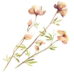 Isolated light watercolor vintage bouquet of wild flowers.