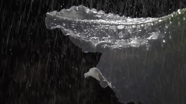 Many rain drops falling on white amaryllis and big heavy water rolling down from the beautiful and romantic flower. Slow motion. Closeup shot. Shallow dof.

