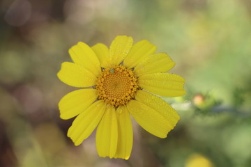 yellow flower