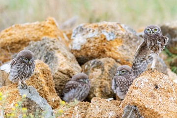 four young little owl (Athene noctua) standing on a stone near their burrows