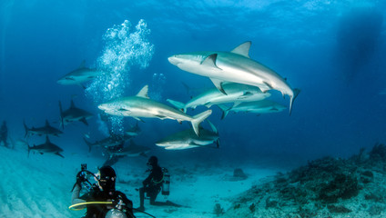 Caribbean reef sharks