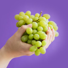 women's hands holding a large handful of ripe bunch of grapes