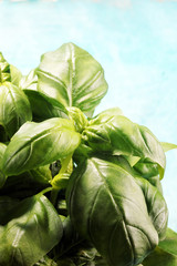fresh green basil plant. healthy italian herb