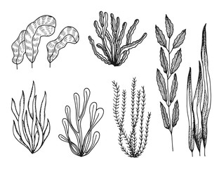 algae set of sketches vector drawings isolated