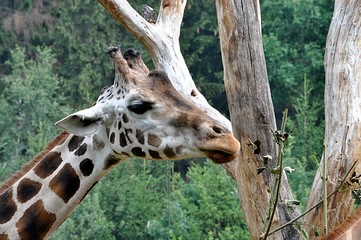 tropical animal giraffes