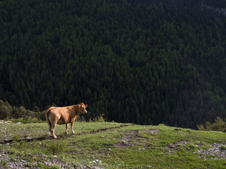 limousin cow in mountains near guillestre in french haute provence