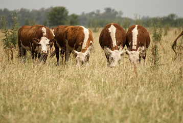 Group of cows in argentina on a field 