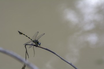 Dragonfly perched on dry leaf