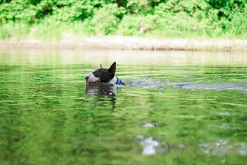 Dog Bull Terrier floats in green water © Анна Едифанова