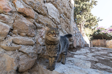 Striped cat is with wall background