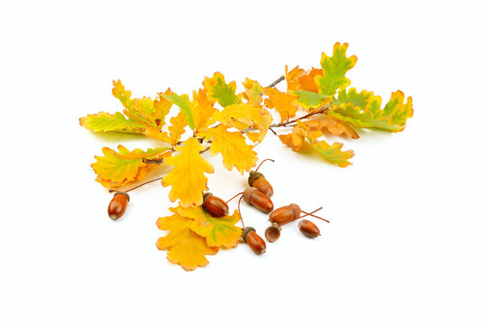 Dried acorns with oak leaf isolated on white.