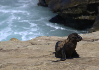 Naklejka premium Sea Lion Pup