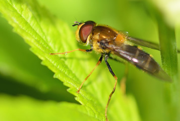 The fly sits on a green sheet.