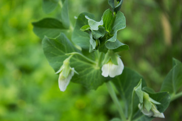 Natural summer background. Flowers and stems of green peas in the garden. Selective focus.