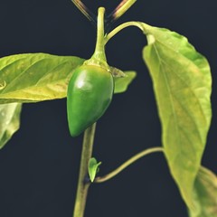 Beautiful green young hot pepper