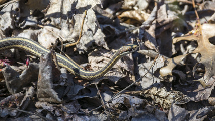 A common yellow and brown striped garter snake inches its way across the leafy forest floor, searching for a meal.