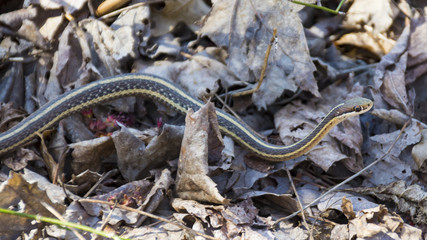 A common yellow and brown striped garter snake inches its way across the leafy forest floor, searching for a meal.